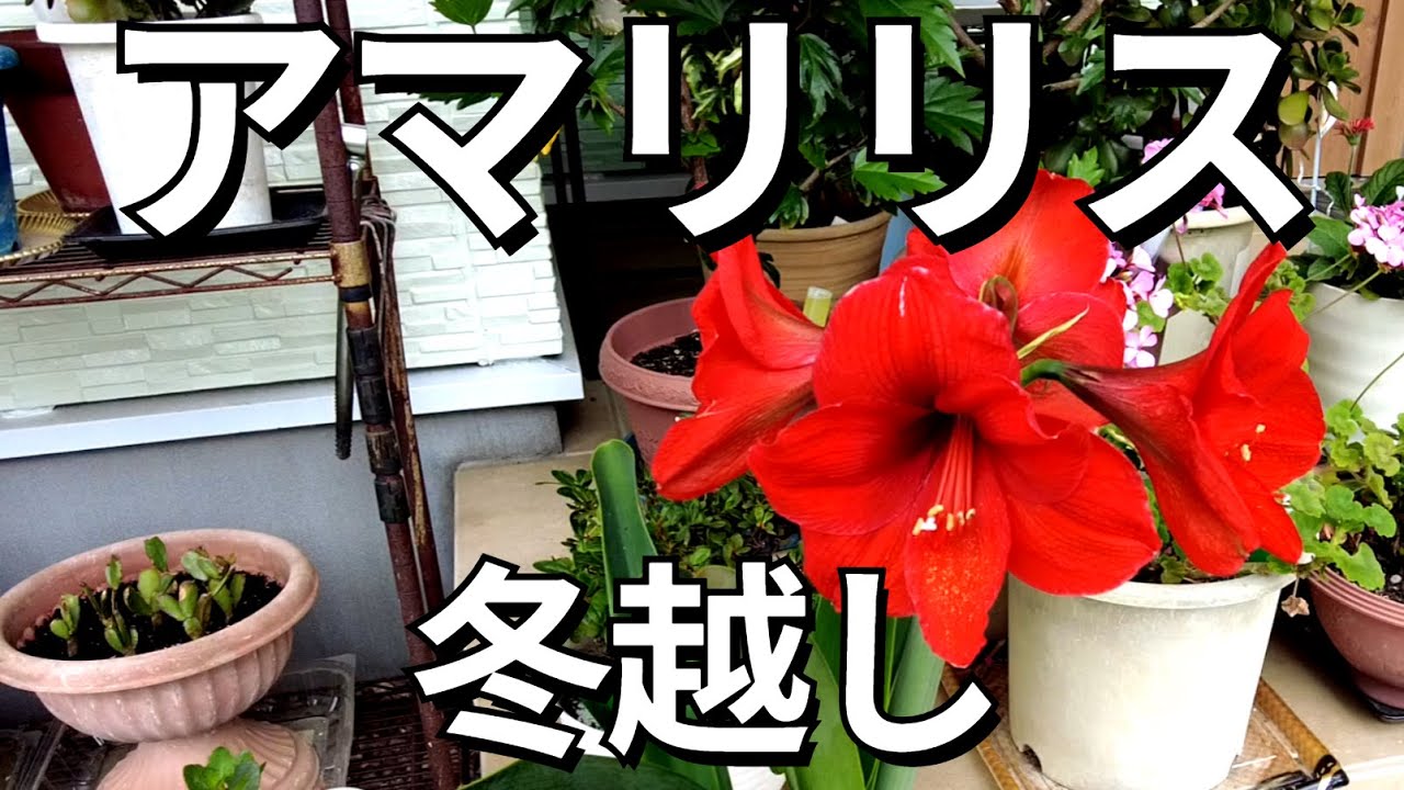 【アマリリス】アマリリスの冬越し