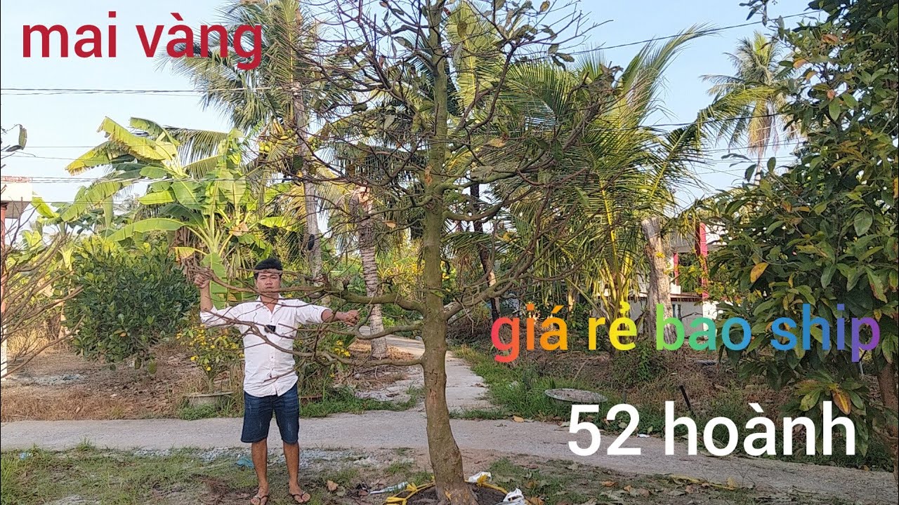 Mai vàng chợ lách, giao lưu mai vàng giá rẻ lh0382626195 mai vàng 52 Hoành giá rẻ bao ship