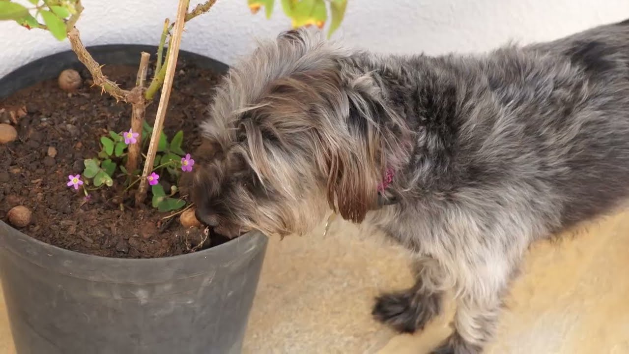 Last sniffs on fellow plants