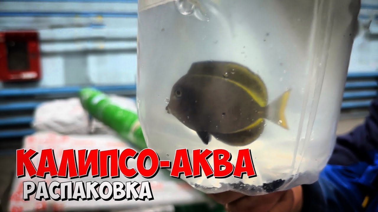 Получение гидробионтов 🐠🦀 от Калипсо-Аква 🐬