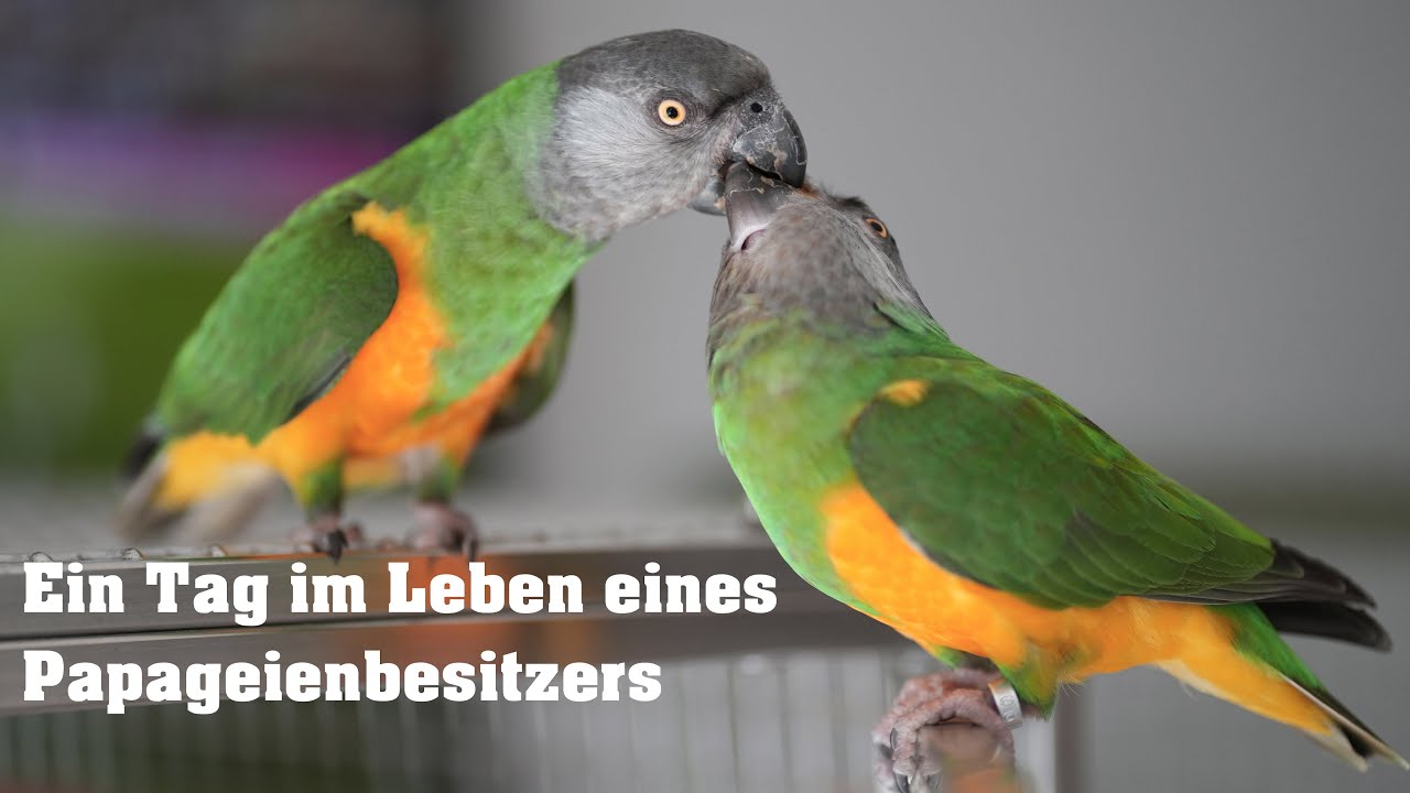 Leben und Wohnen mit Papageien