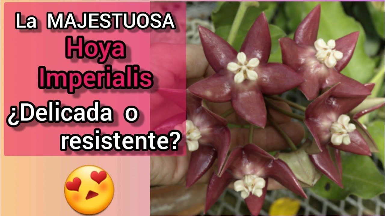 🔥 ВСЕ СЕКРЕТЫ Hoya imperialis ❤️ Тропическое экзотическое растение для дома и дачи