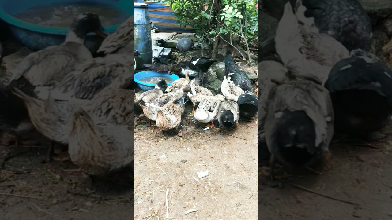 Indian runner duck farming in Indian village #ducklingspro #duckfarming #birds# #duckfarmer