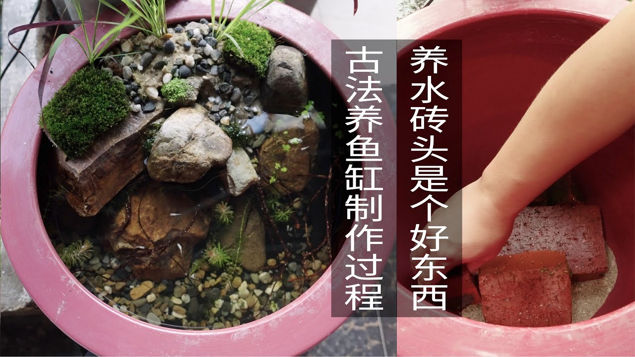 无过滤的古法养鱼开缸制作过程用砖头做滤材培养硝化菌
