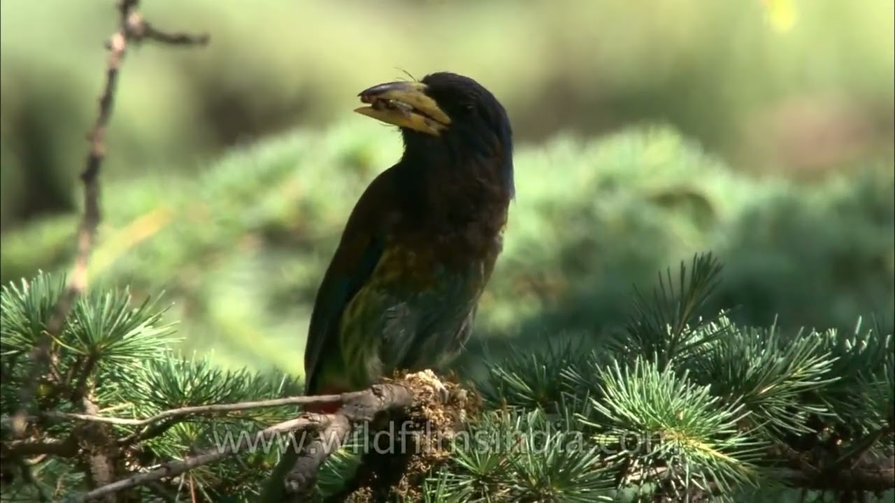 Great Hill Barbet nesting in a tree cavity