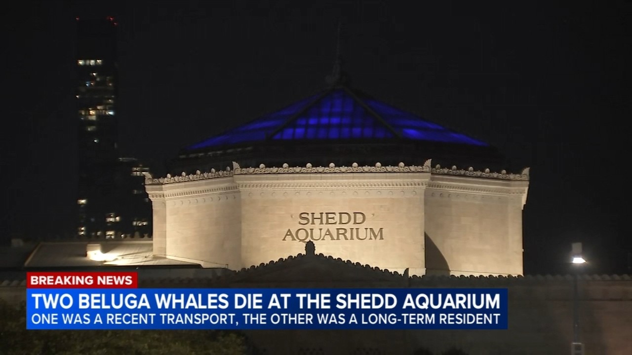 2 more beluga whales die at Chicago's Shedd Aquarium