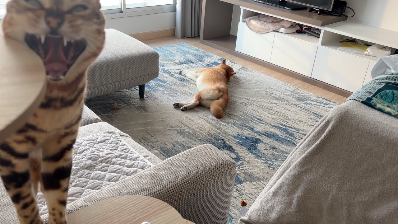 January 27, 2026 (Tue) | That Shiba Inu Won’t Play with Me