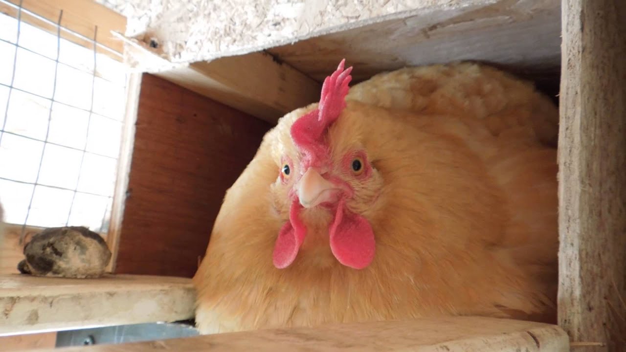Broody hen growling/ hissing