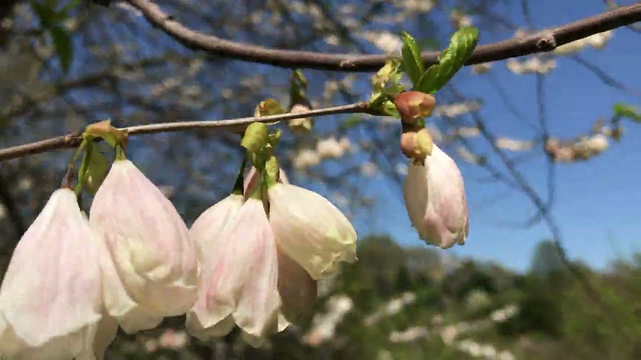Цветение Ландышевого дерева (Carolina Silverbell) и сирени в Arnold Arboretum 1 мая 2025