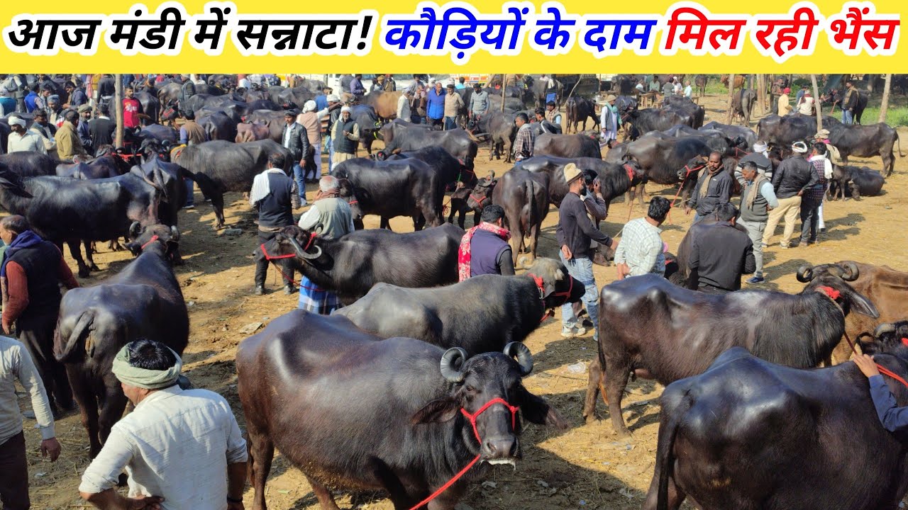 आज की भैंस मंडी का ताजा भाव | Saurai Pashu Mandi Kaushambi 📍