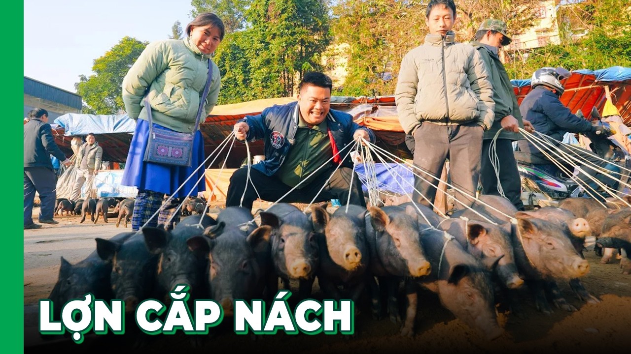 Trở lại chợ phiên biên giới Mường Khương, ăn món ỚT XÀO ĐẶC SẢN và mua LỢN CẮP NÁCH SIÊU NGON