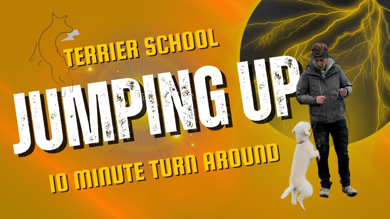Teach your jumpy terrier to keep their feet down in 10 minutes