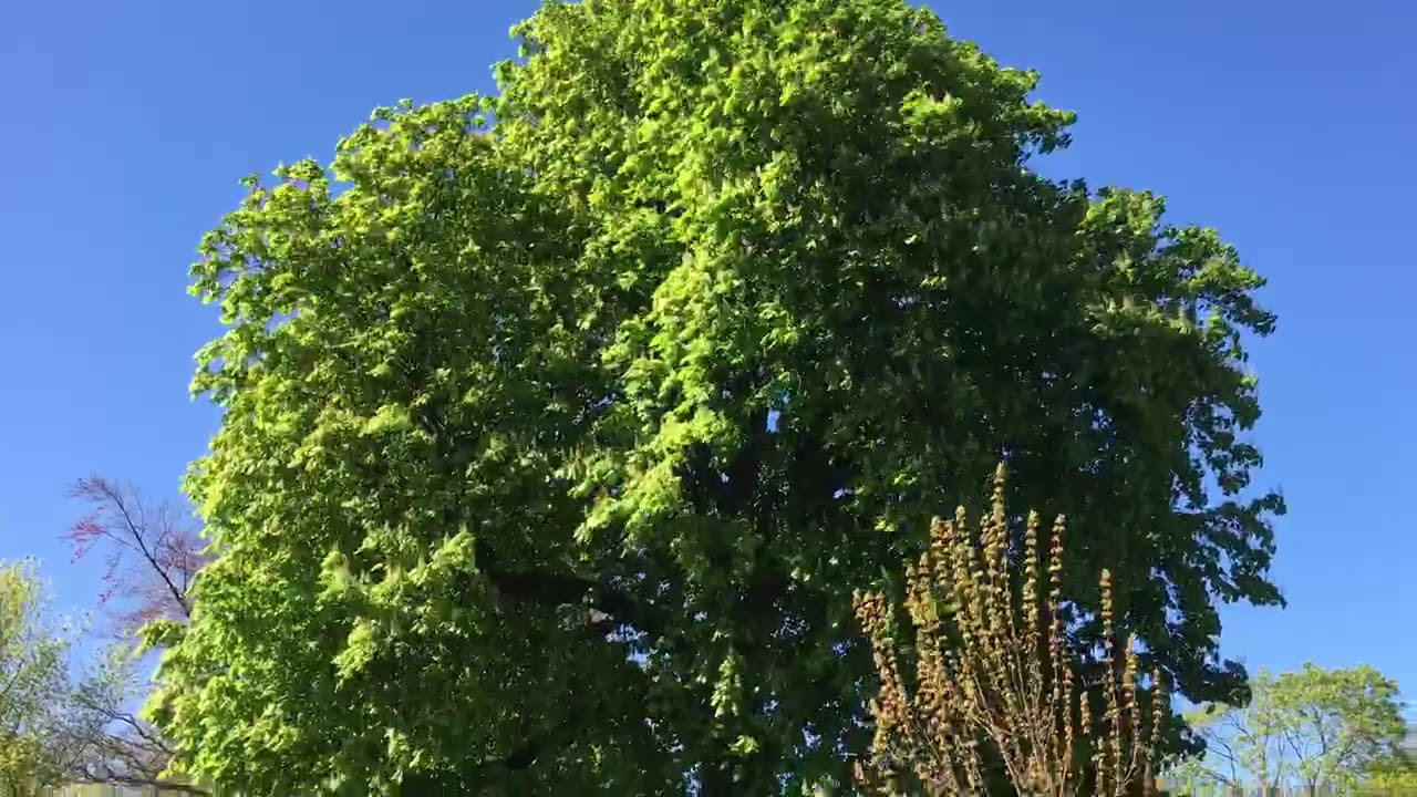 April 2020 Walk Through Sheffield Botanical Gardens