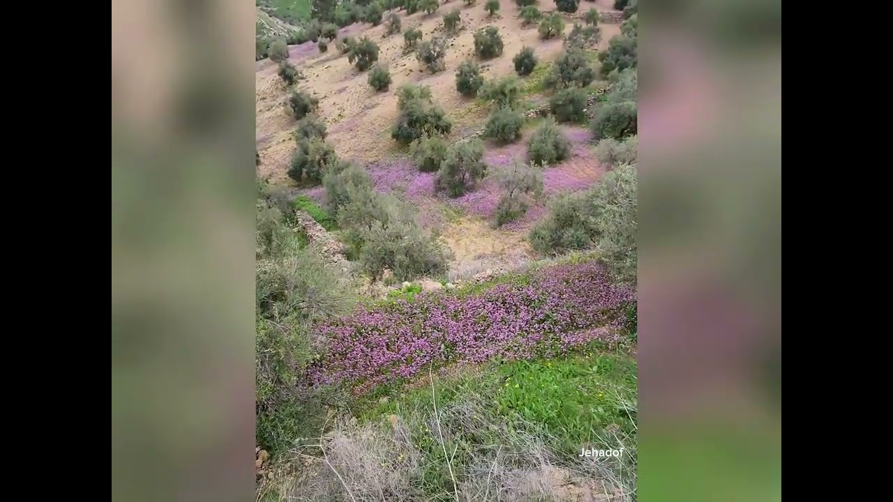 فيديو ربيع منطقة حلاوة في عجلون ما شاء الله 022026#jordan #Nature #viral #jehadof #fyp adventure 