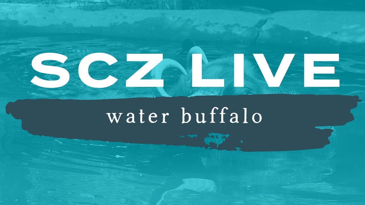 SCZ LIVE | Water Buffalo