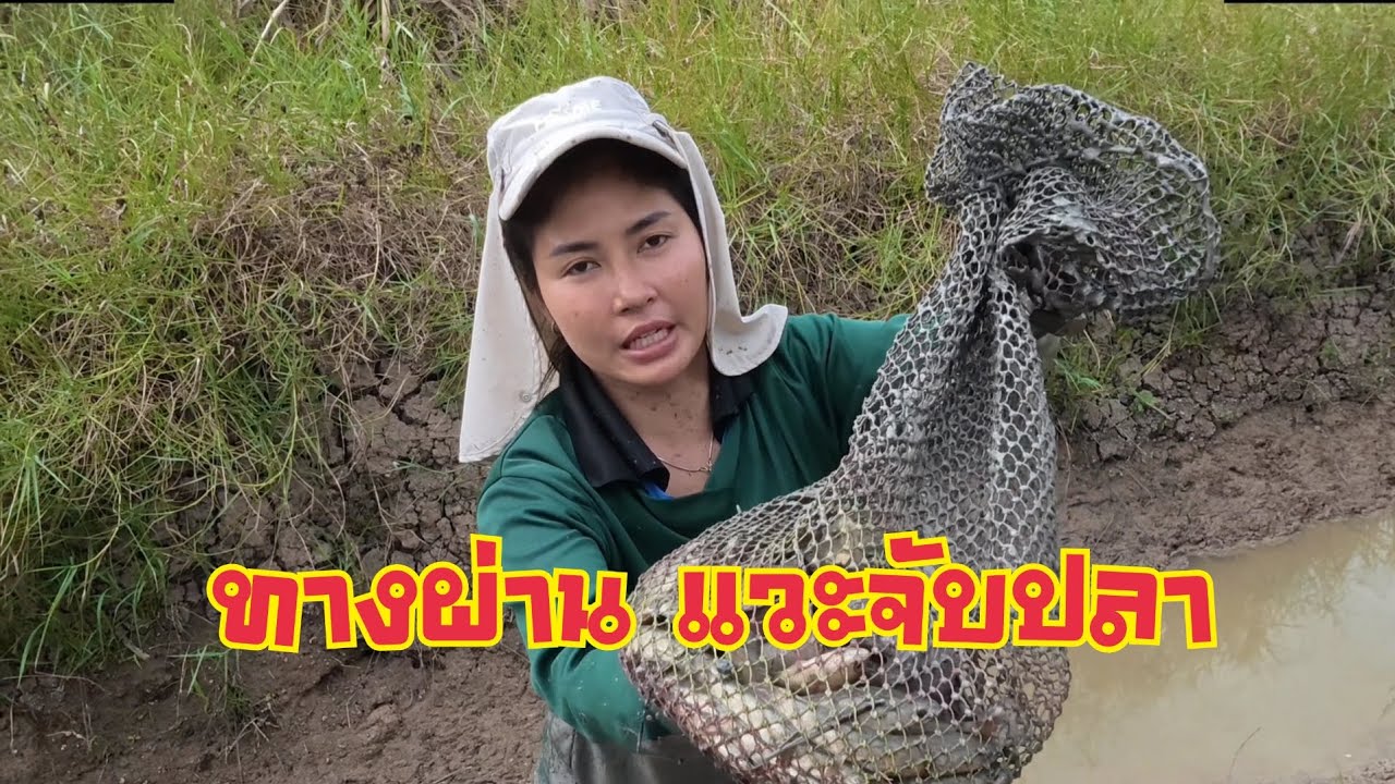วิดน้ำจับปลา