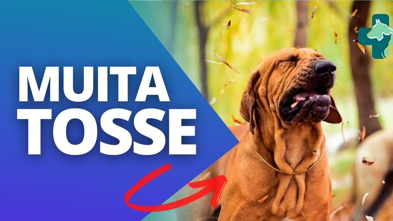 MEU CACHORRO TOSSE MUITO E VOMITA UMA ESPUMA BRANCA.