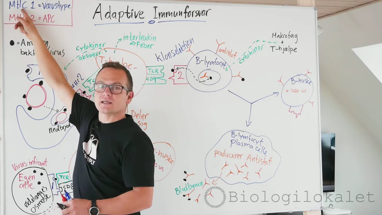 immunforsvar bekæmper virus. Adaptive/erhvervede forsvar - biologilærer forklaring