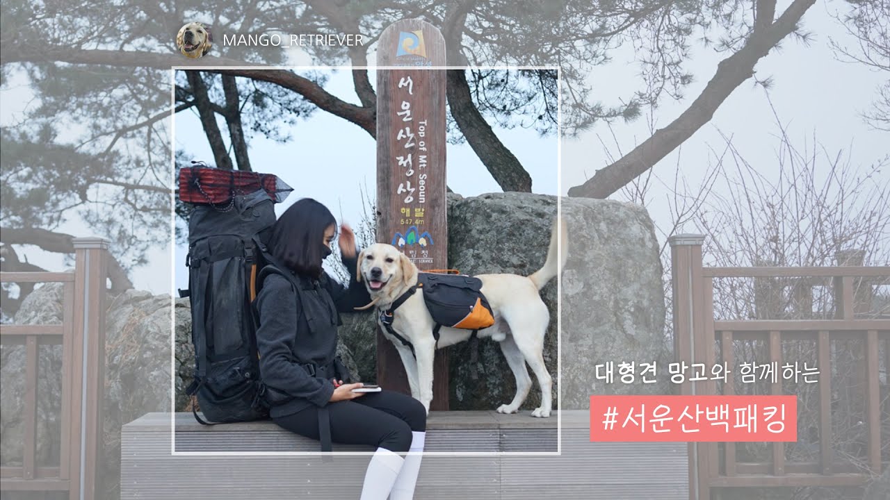 망고가 산 위에서 침낭을 찢었어요.....🤣 대형견 망고와 단 둘이 서운산 백패킹!