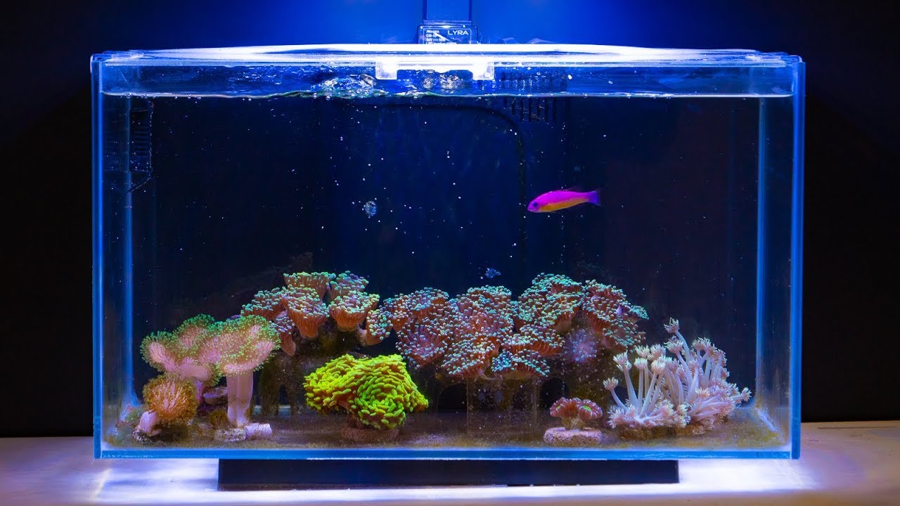 Vlog 20: Instant Nano Reef Cleanup at three months