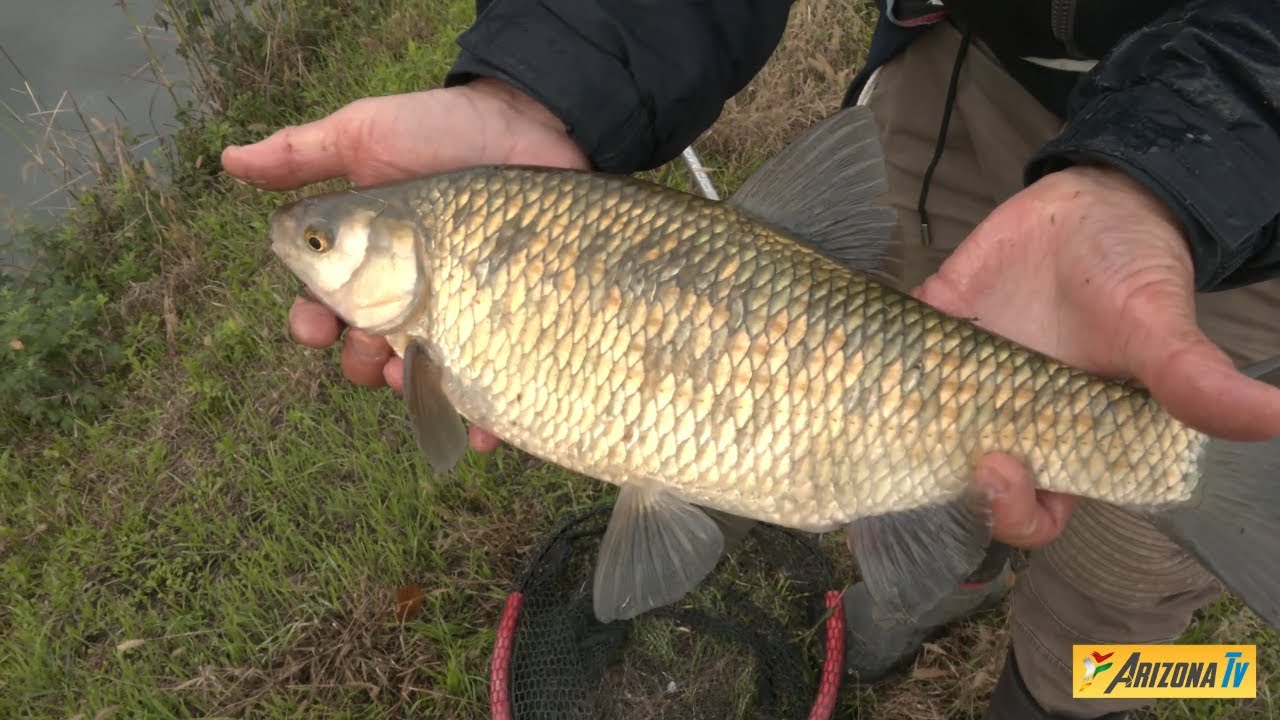 MONDO PESCA - PIGHI CAVEDANI BARBI CON LA SCALARINA E BIGATTINI INCOLLATI - CANALE VACCHELLI - CR -