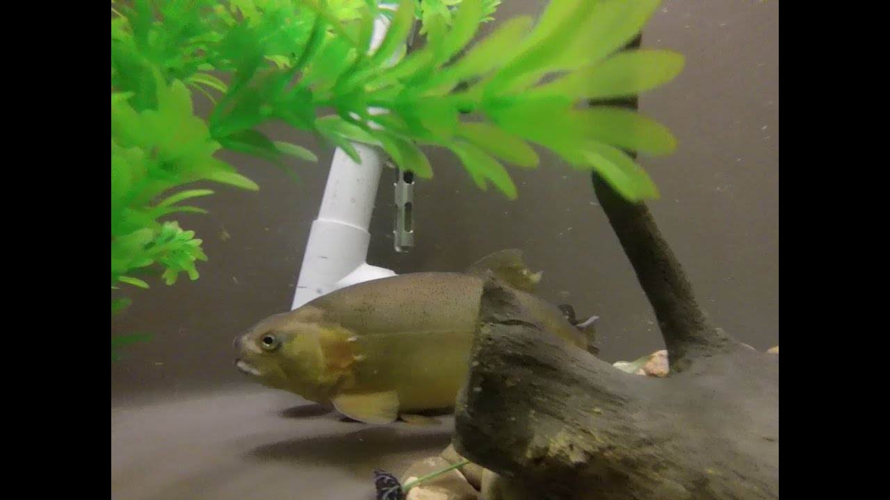Whiskey Creek Gila Trout