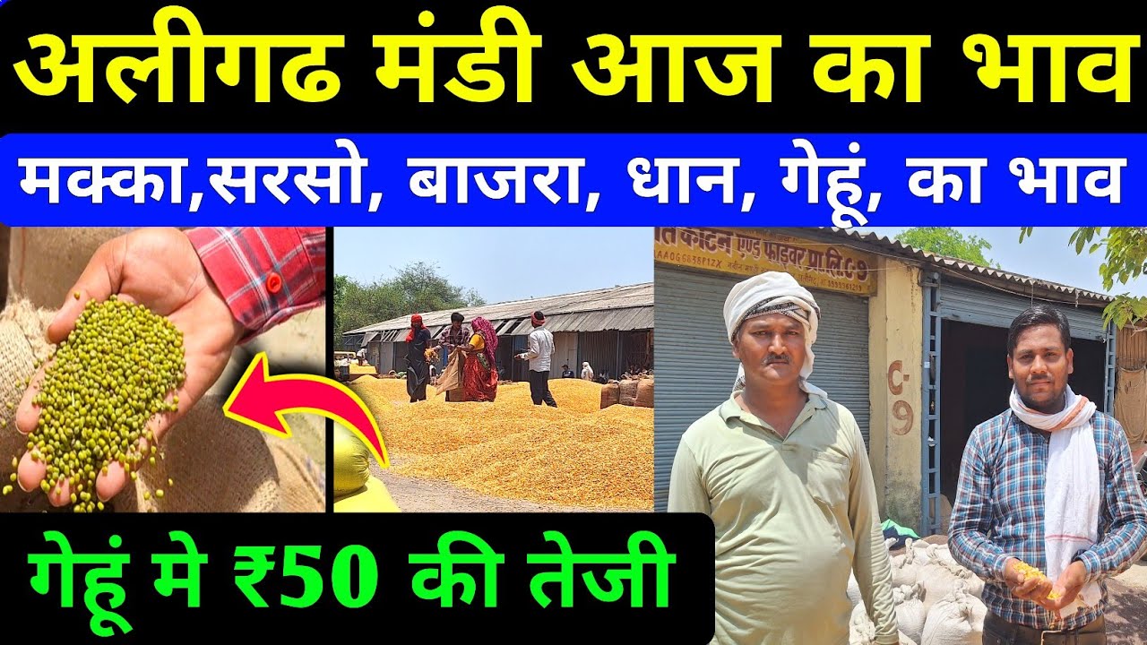 अलीगढ मंडी से आज का भाव | sarso ka rate today / makka bhav / gehu bhav / moong rate today / aligarh
