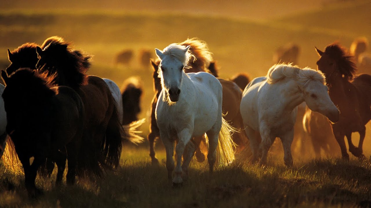 WILD HORSE 