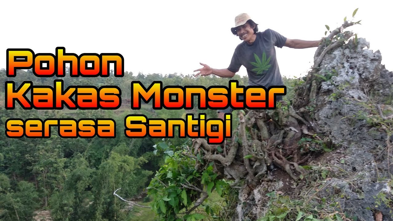 ini Baru Bahan Bonsai Monster Kakas XXL Rasa santigi.