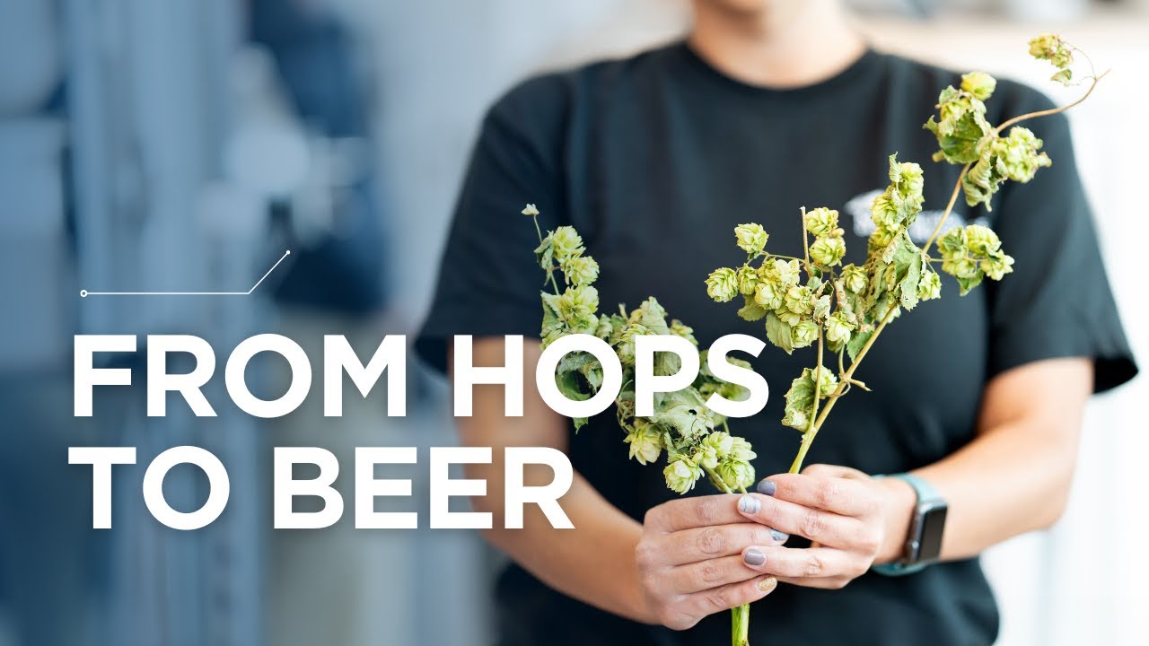 Students harvest local ingredients for Hop Festival brew