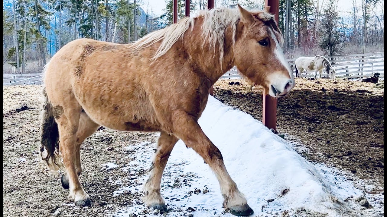 Horse Communication: Body Language, Telepathic, Energetic, Physical