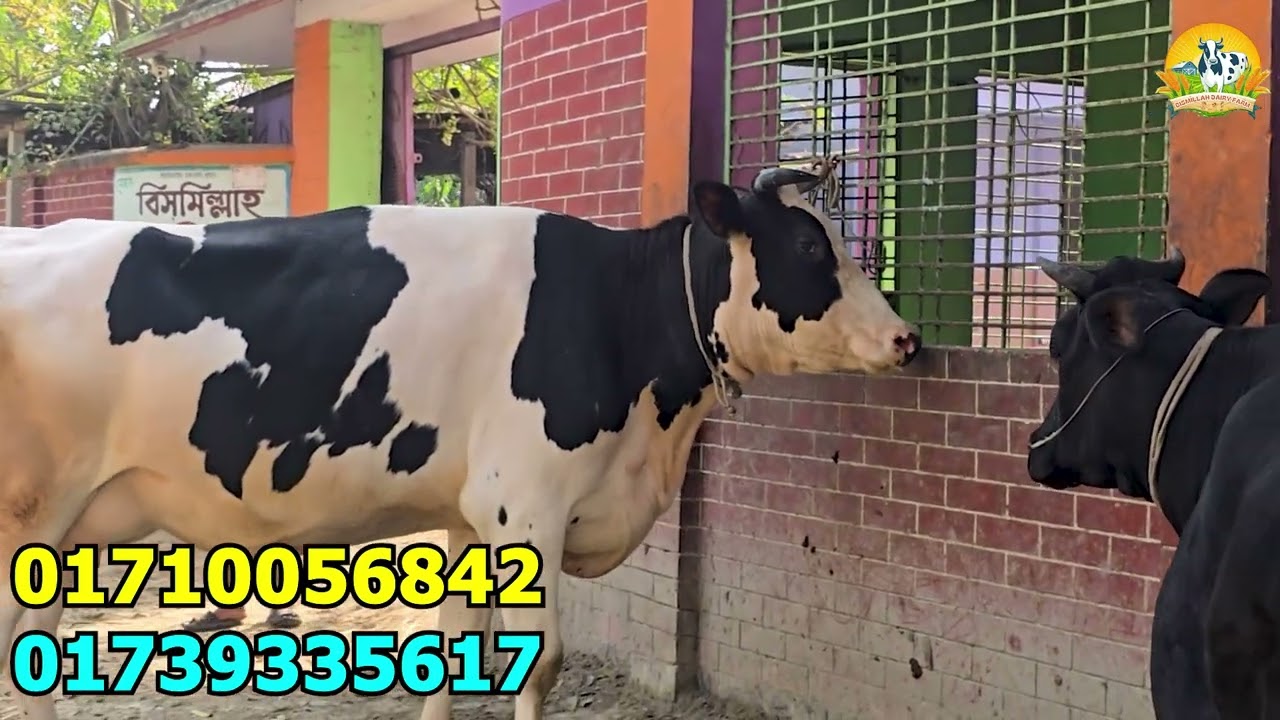 উন্নত জাতের ২ টি ফ্রিজিয়ান গাভীর দাম জানুন । সংগ্রহ করলেন কুমিল্লা ও বামুনিয়া উত্তরা থেকে ।