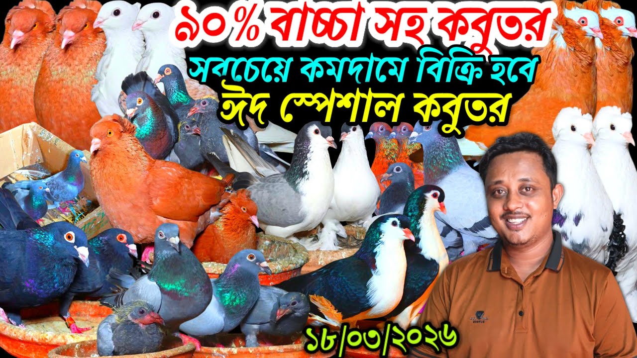 ৯০% ডিম বাচ্চা সহ কবুতর সবচেয়ে কমদামে বিক্রি হবে ঈদ স্পেশাল ফেন্সি রেসার গোল্লা গিরিবাজ কবুতর
