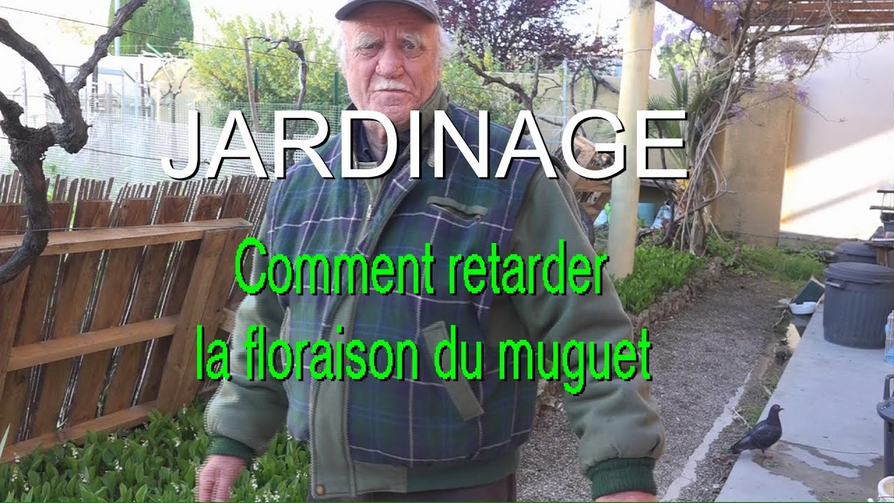 Jardin de Louis Comment retarder la floraison de mon muguet  LC VIDEO