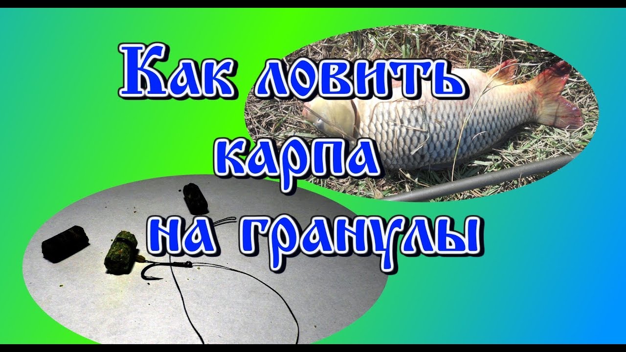 Как ловить карпа на гранулы