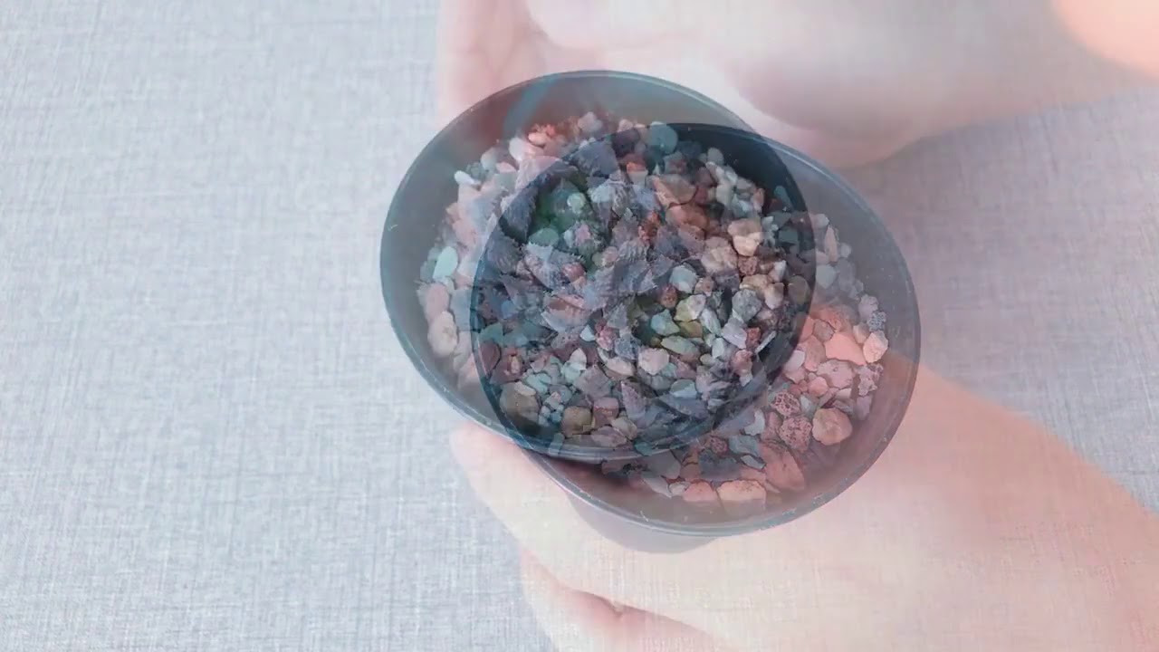 玉露服盆，3大&ldquo;特征&rdquo;，很多新手不懂！