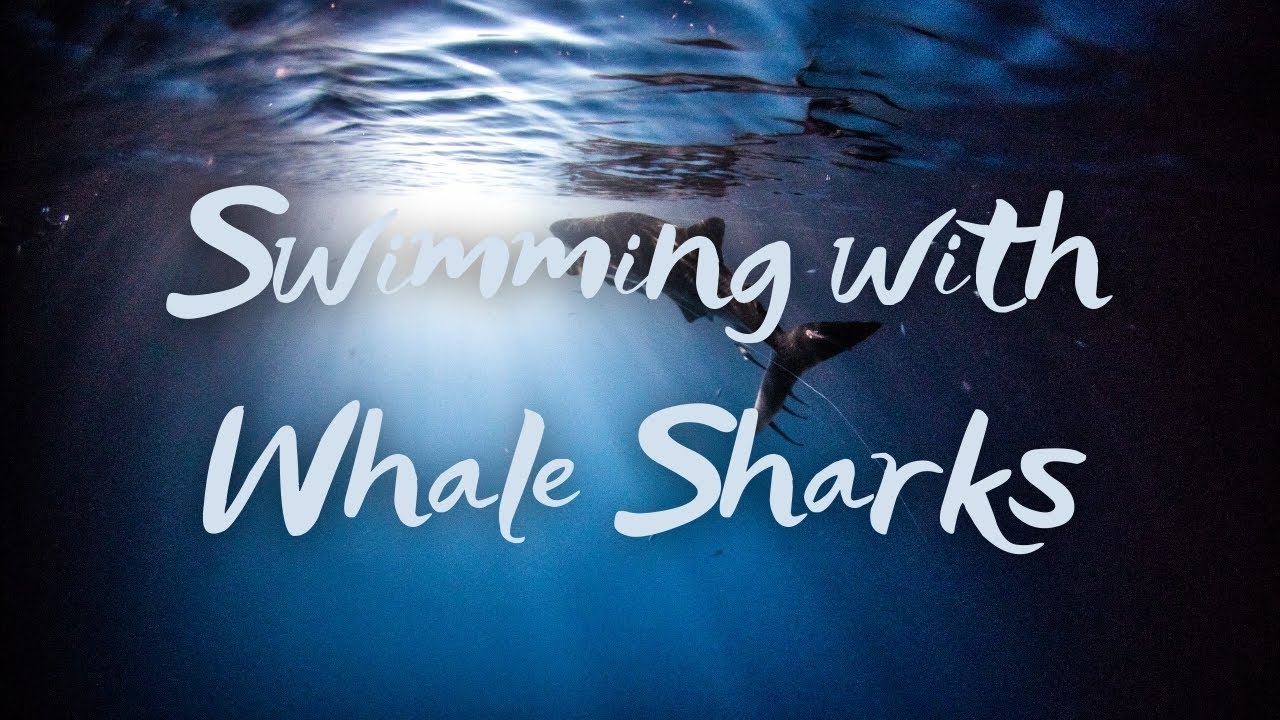 SWIMMING WITH WHALE SHARKS (SUMBAWA, INDONESIA)