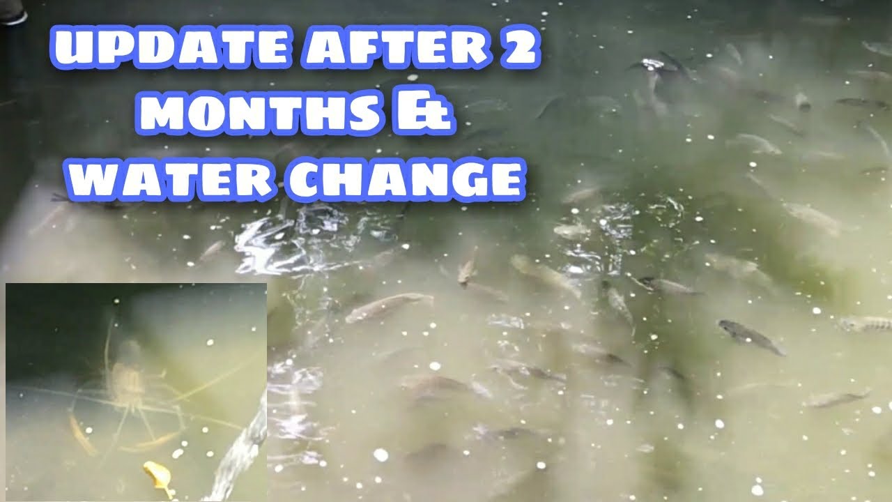 v.#18 BACYARD CON/ TILAPIA POND/ AFTER 2 MONTHS UPDATES,WATER CHANGE + ANOTHER SIMPLE TIPS