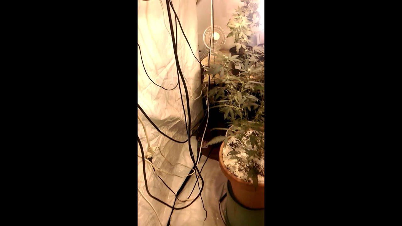 Poor man's grow update 10/13/15