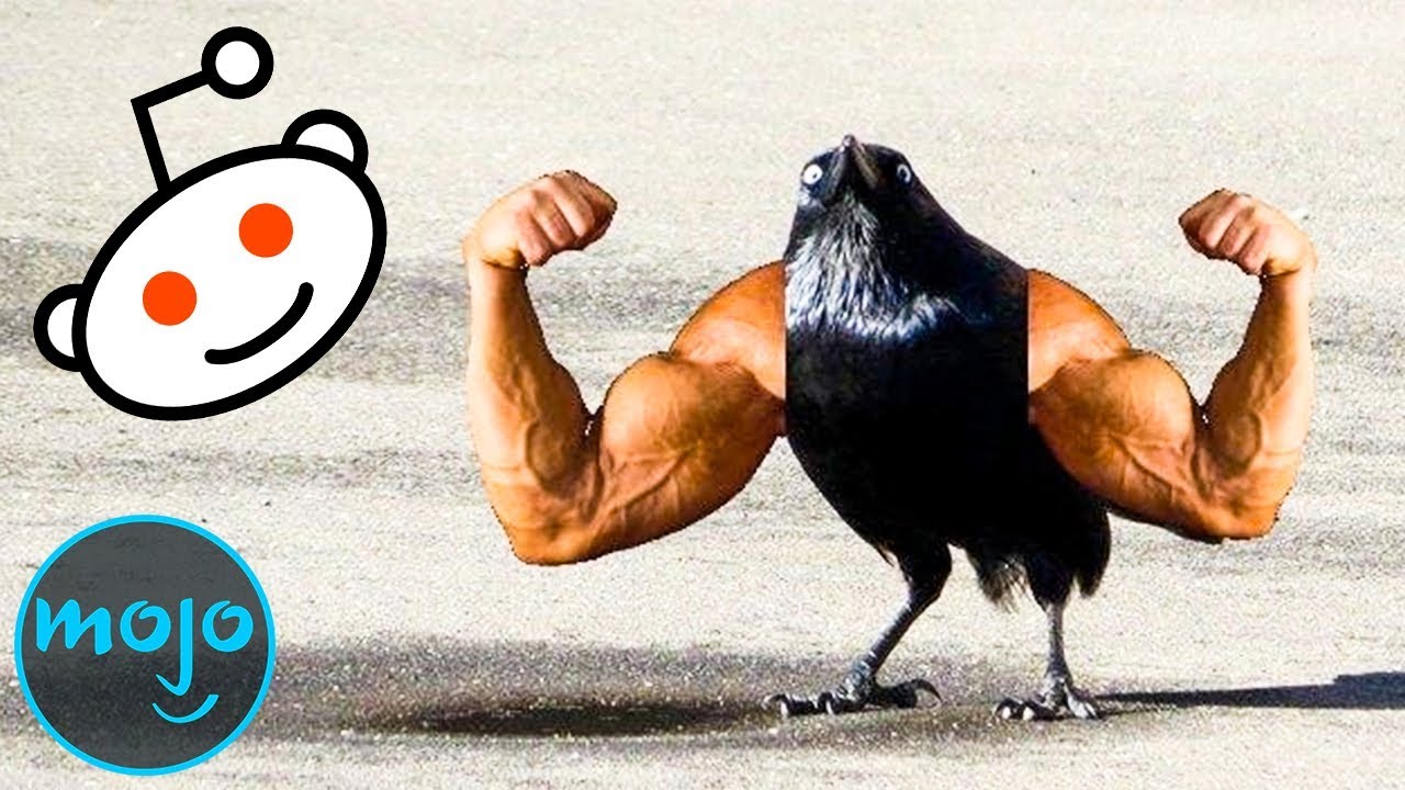 Top 10 Ridiculous Subreddits You Didn&rsquo;t Know Existed