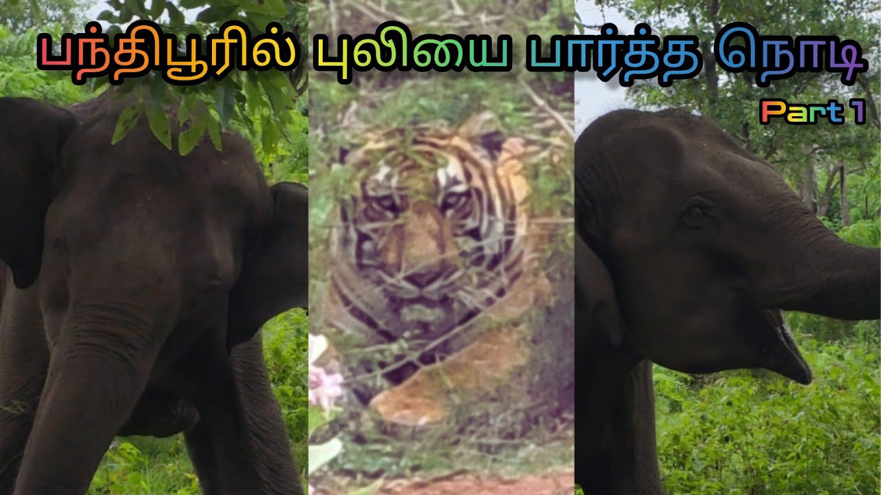 எட்டு மாத உழைப்பிற்கு கிடைத்த வெற்றி பந்திபூரில் புலியை பார்த்த தருணம்🔥🔥| Subscribe @realbala3671 