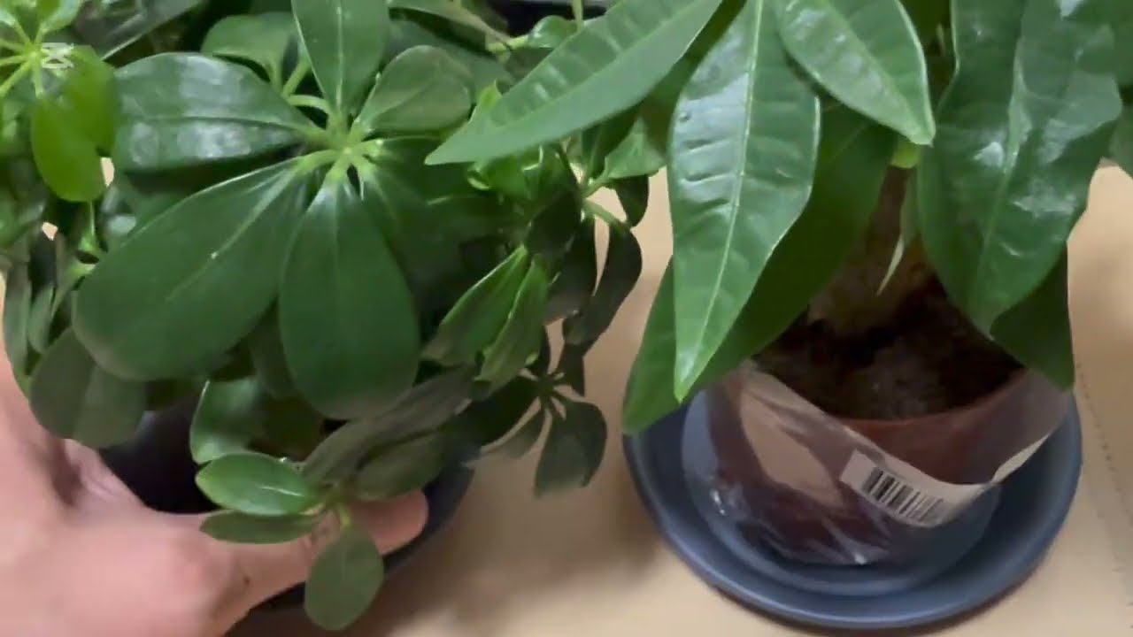 オッさんの＃観葉植物　🪴久々の有給休暇じゃ〜💕2026/02/18