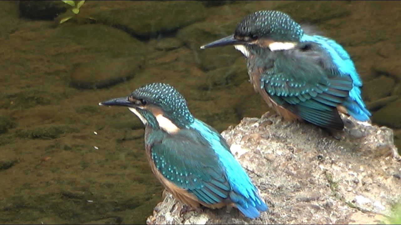 健気に頑張るカワセミの雛の飛び込みと餌取りの練習