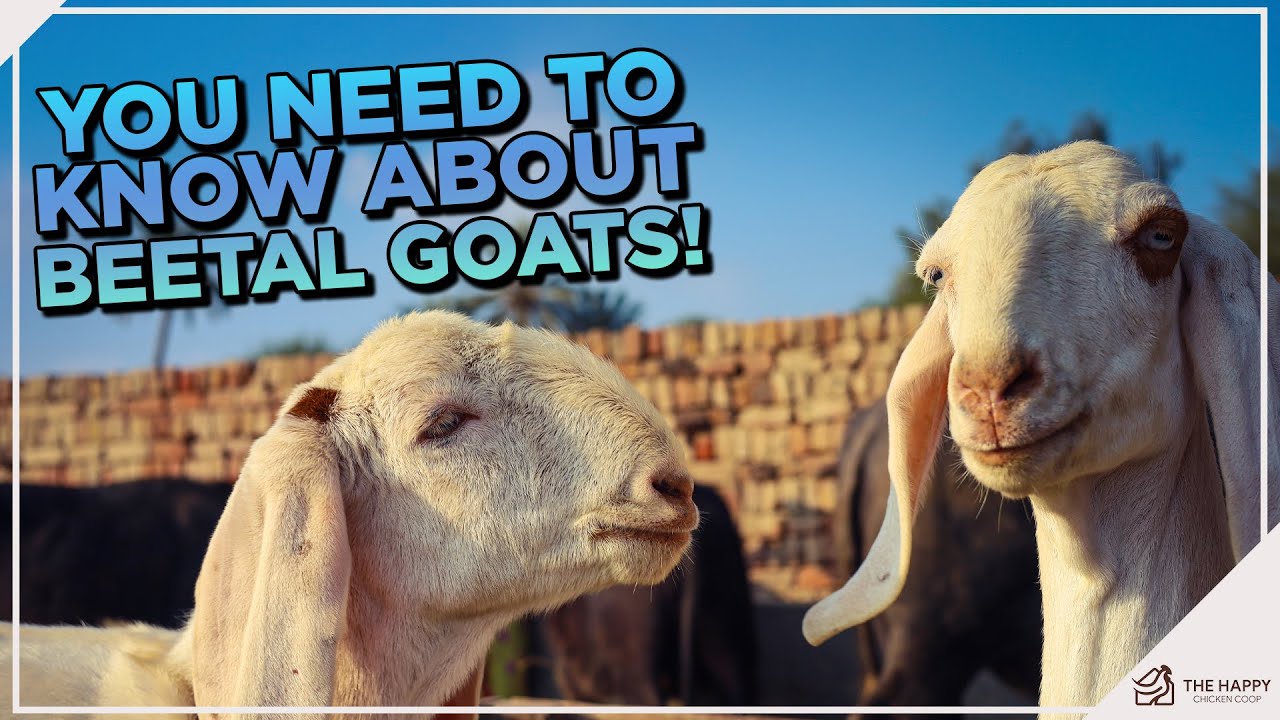 All You Need to Know about the Beetal Goat Breed