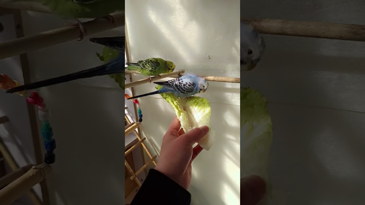 Playing with celery and birds 🥬