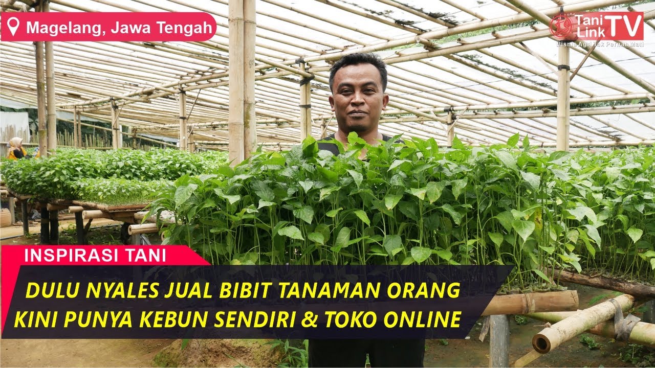 Mantan Sales Sukses Bangun Marketplace Bibit Tanaman - Agroloka.Com