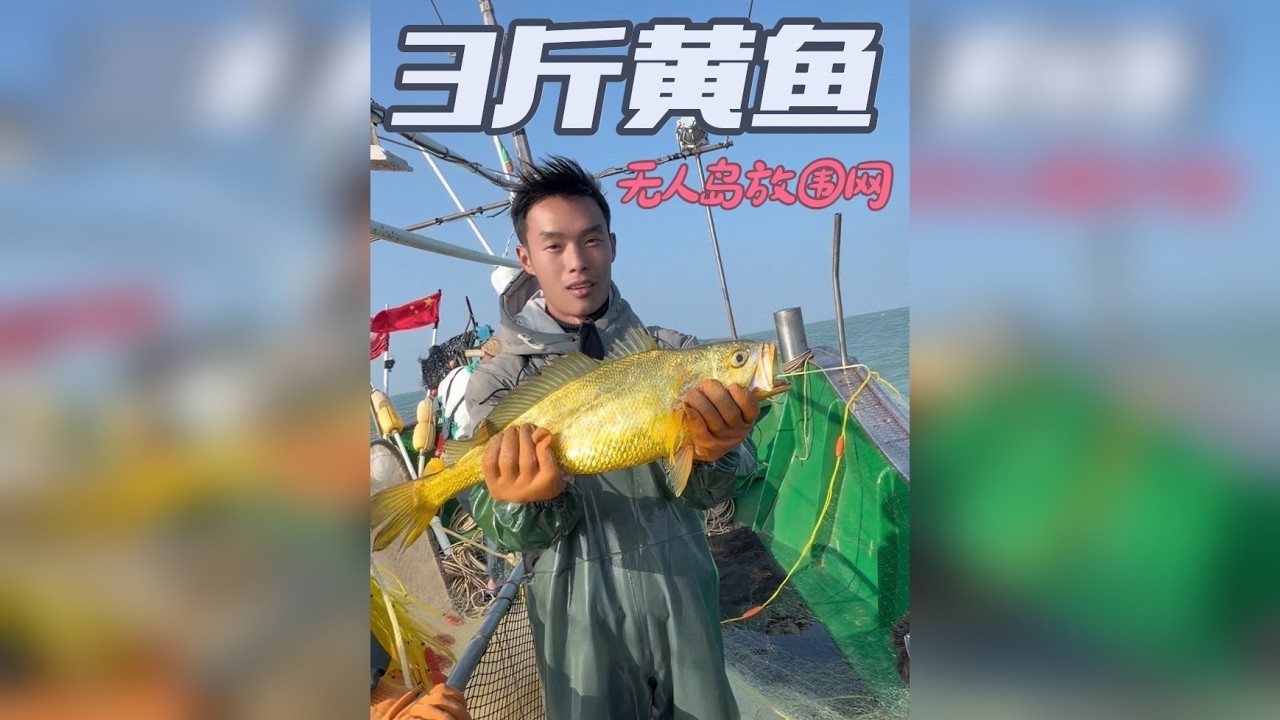 无人岛围网抓巨无霸黄花鱼
