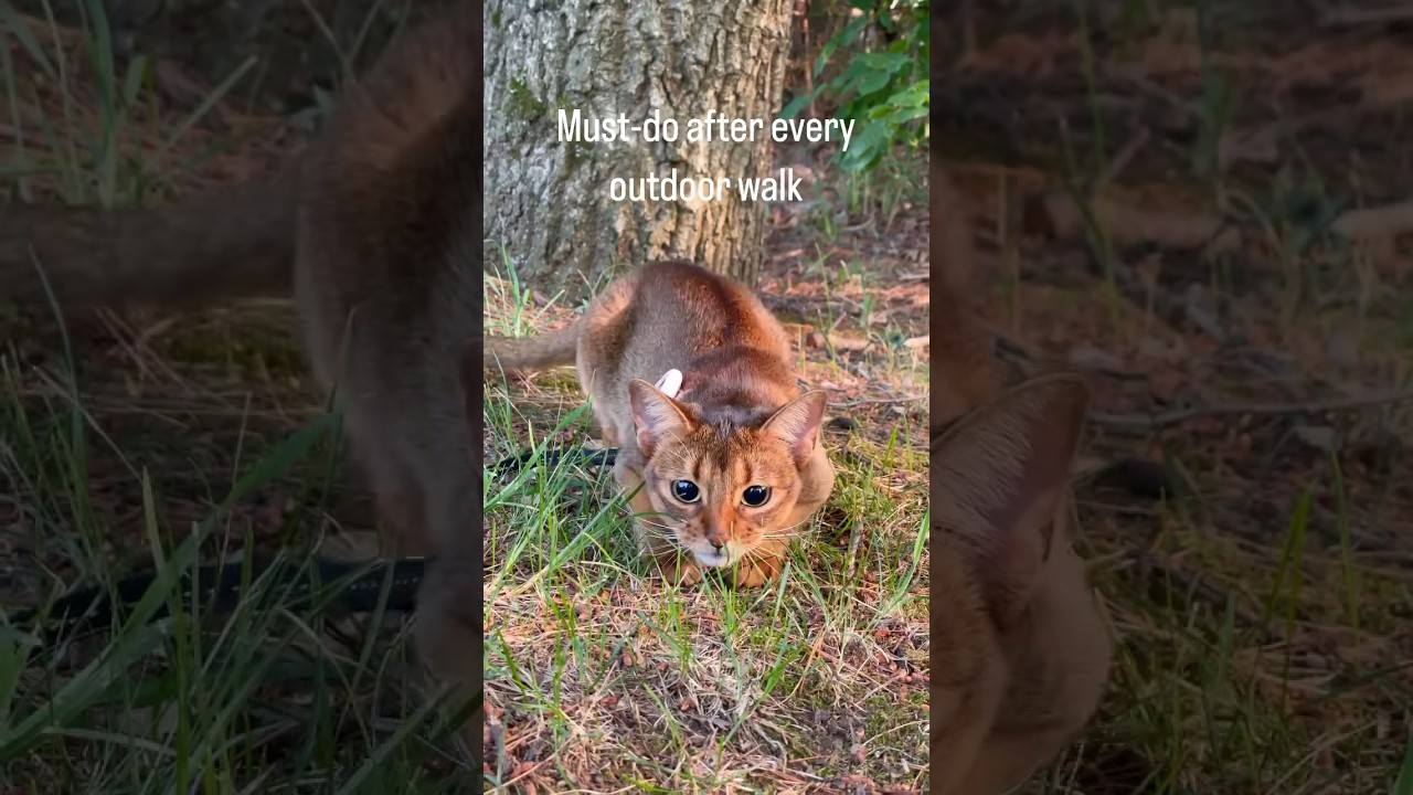 Abyssinian cat - adventures await 