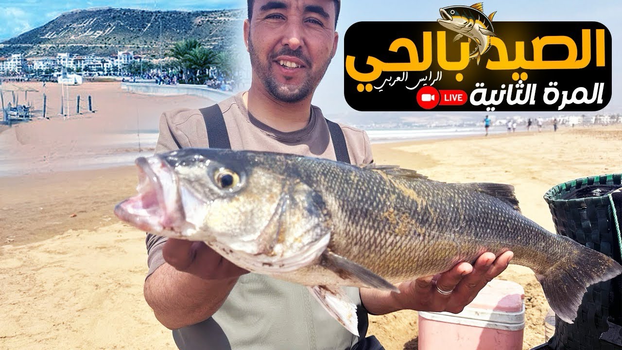 صيد بطعم الحي سمك الدرعي طريقة ومونتاج في فيديو كامل