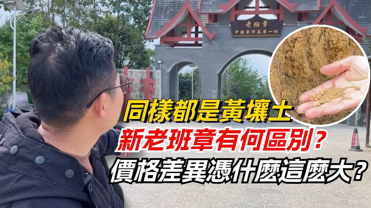 同樣都是黃壤土，新老班章有何區別？價格差異憑什麽這麽大？购茶请加微信/赖line：HDLG003 